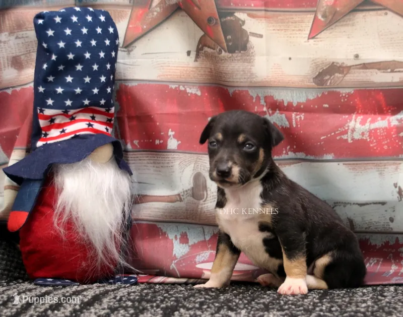 Sizzle- AKC Mini Female – Rat Terrier puppy for sale in Grovespring, MO