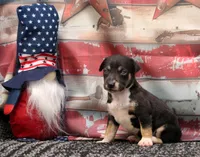 Sizzle- AKC Mini Female, a female Rat Terrier for sale in Grovespring, MO – 1 of 4