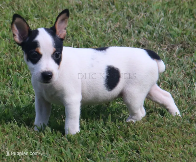 AKC Stella- Standard Size – Rat Terrier puppy for sale in Grovespring, MO