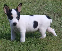 AKC Stella- Standard Size, a female Rat Terrier for sale in Grovespring, MO – 1 of 3