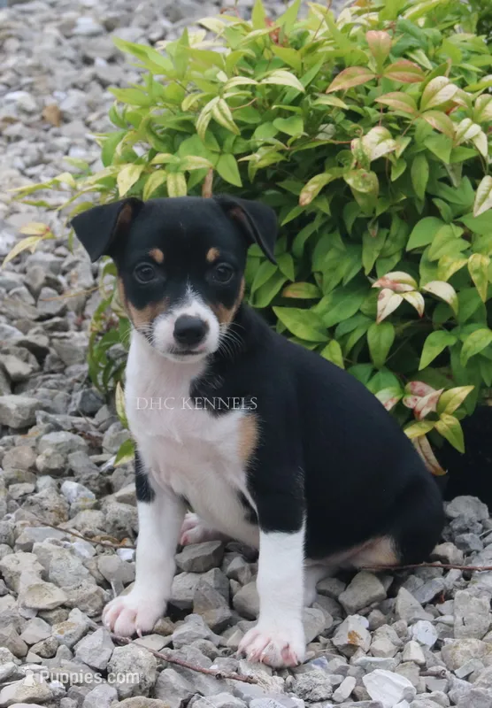 Rocket- AKC Mini Male – Rat Terrier puppy for sale in Grovespring, MO