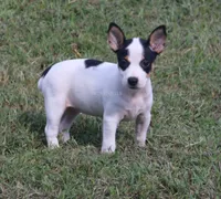 AKC Stella- Standard Size, a female Rat Terrier for sale in Grovespring, MO – 2 of 3