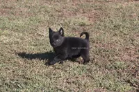 Male Schipperke, a male Schipperke for sale in Grovespring, MO – 3 of 3