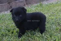 AKC Willow-female docked tail , a male Schipperke for sale in Grovespring, MO – 2 of 2