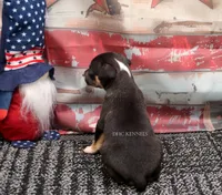 Sizzle- AKC Mini Female, a female Rat Terrier for sale in Grovespring, MO – 3 of 4