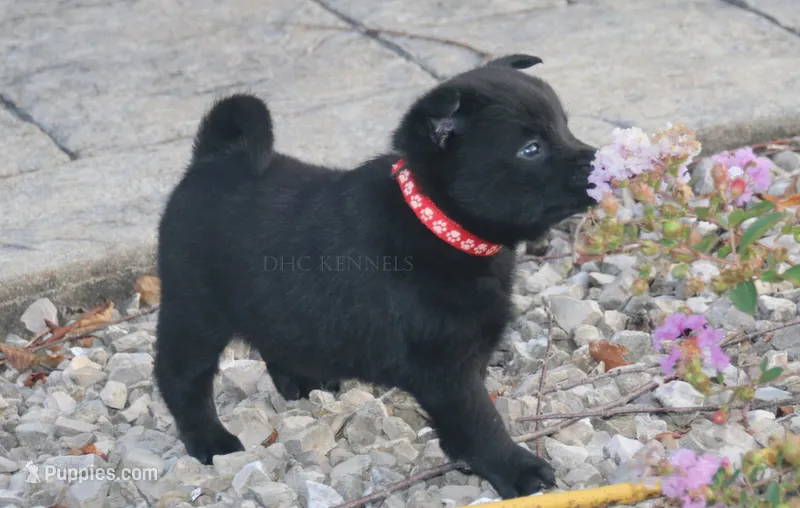 Sissy- AKC female (natural tail) – Schipperke puppy for sale in Grovespring, MO