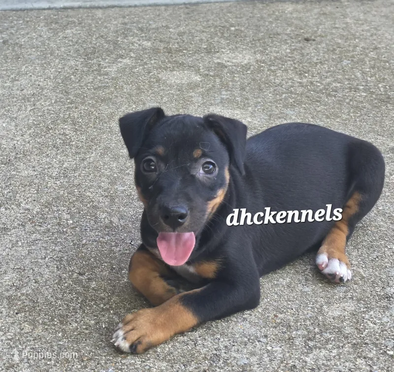 AKC Mabel-standard size – Rat Terrier puppy for sale in Grovespring, MO