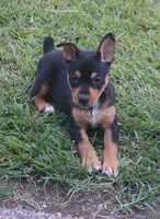 AKC Sadie- Standard size, a female Rat Terrier for sale in Grovespring, MO – 4 of 4