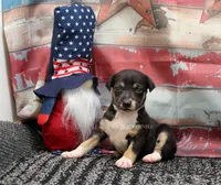 Sizzle- AKC Mini Female, a female Rat Terrier for sale in Grovespring, MO – 4 of 4