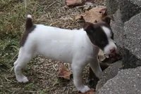 MALE CHOCOLATE TRI, a male Rat Terrier for sale in Grovespring, MO – 2 of 4