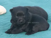Fancy- AKC Female (docked tail), a female Schipperke for sale in Grovespring, MO – 1 of 3