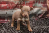 GUNTHER- BLUE/TAN MINI MALE, a male Rat Terrier for sale in Grovespring, MO – 2 of 4