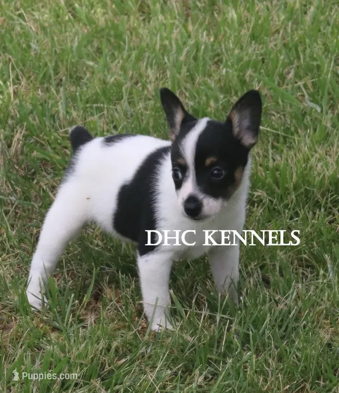 AKC Male Toy  – Rat Terrier puppy for sale in Grovespring, MO