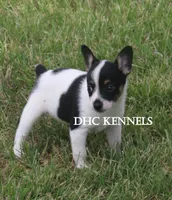 AKC Male Toy , a male Rat Terrier for sale in Grovespring, MO – 1 of 4