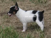 AKC Male Toy , a male Rat Terrier for sale in Grovespring, MO – 3 of 4