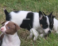 AKC Male Toy , a male Rat Terrier for sale in Grovespring, MO – 2 of 4