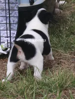 AKC Male Toy , a male Rat Terrier for sale in Grovespring, MO – 4 of 4