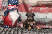 Liberty- Toy Female, a female Rat Terrier for sale in Grovespring, MO – 1 of 5