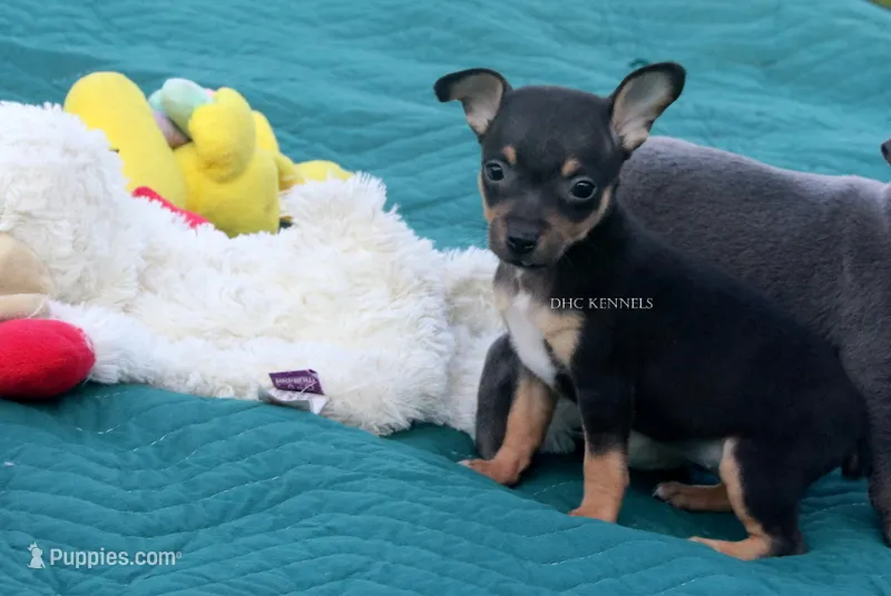 Liberty- Toy Female – Rat Terrier puppy for sale in Grovespring, MO