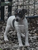 Dakota MINI BLUE TRI MALE, a female Rat Terrier for sale in Grovespring, MO – 3 of 7