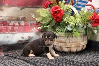 Rider- AKC Mini Male, a male Rat Terrier for sale in Grovespring, MO – 3 of 3