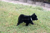 Roxy- AKC Female- Natural tail, a female Schipperke for sale in Grovespring, MO – 3 of 3
