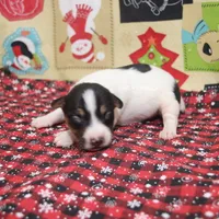AKC LIAM, a male Rat Terrier for sale in Grovespring, MO – Photo 9 of 9