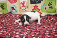 AKC LIAM, a male Rat Terrier for sale in Grovespring, MO – Photo 9 of 9