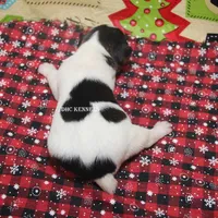 AKC LIAM, a male Rat Terrier for sale in Grovespring, MO – Photo 8 of 9