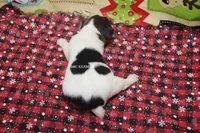 AKC LIAM, a male Rat Terrier for sale in Grovespring, MO – Photo 8 of 9