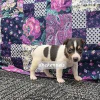 AKC LIAM, a male Rat Terrier for sale in Grovespring, MO – Photo 5 of 9