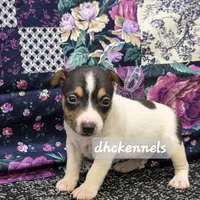 AKC LIAM, a male Rat Terrier for sale in Grovespring, MO – Photo 6 of 9