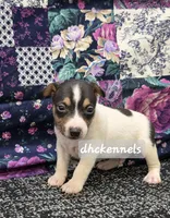 AKC LIAM, a male Rat Terrier for sale in Grovespring, MO – Photo 6 of 9
