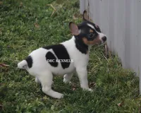 AKC LIAM, a male Rat Terrier for sale in Grovespring, MO – Photo 2 of 9