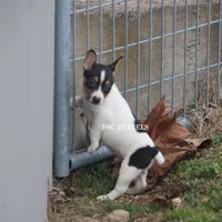 AKC LIAM, a male Rat Terrier for sale in Grovespring, MO – Photo 3 of 9