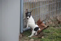 AKC LIAM, a male Rat Terrier for sale in Grovespring, MO – Photo 3 of 9