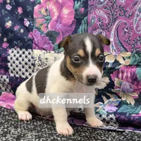 AKC LIAM, a male Rat Terrier for sale in Grovespring, MO – Photo 4 of 9