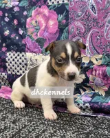 AKC LIAM, a male Rat Terrier for sale in Grovespring, MO – Photo 4 of 9