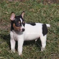 AKC LIAM, a male Rat Terrier for sale in Grovespring, MO – Photo 1 of 9