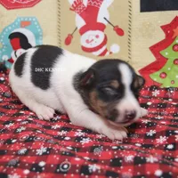 AKC LIAM, a male Rat Terrier for sale in Grovespring, MO – Photo 7 of 9