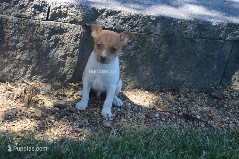 TANNER- RED/WHT MINI MALE – Rat Terrier puppy for sale in Grovespring, MO