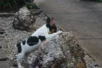 AKC DIESEL-STANDARD SIZE, a male Rat Terrier for sale in Grovespring, MO – 3 of 4