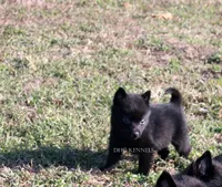 Female Natural tail Schipperke, a female Schipperke for sale in Grovespring, MO – 4 of 4