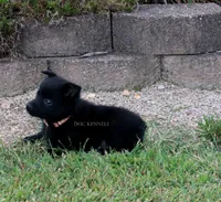 Penny- AKC Female- docked tail, a female Schipperke for sale in Grovespring, MO – 3 of 3