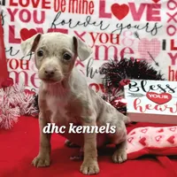 Speck- male, a male Rat Terrier for sale in Grovespring, MO – Photo 1 of 6