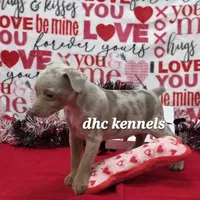 Speck- male, a male Rat Terrier for sale in Grovespring, MO – Photo 2 of 6