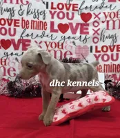 Speck- male, a male Rat Terrier for sale in Grovespring, MO – Photo 2 of 6