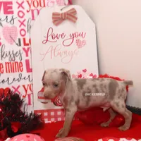 Speck- male, a male Rat Terrier for sale in Grovespring, MO – Photo 5 of 6