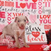 Speck- male, a male Rat Terrier for sale in Grovespring, MO – Photo 6 of 6