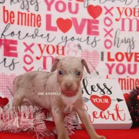 Speck- male, a male Rat Terrier for sale in Grovespring, MO – Photo 4 of 6